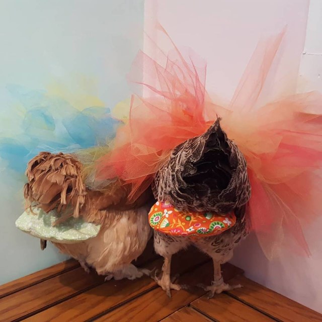 Popok untuk ayam. (Foto: Facebook/Pampered Poultry)