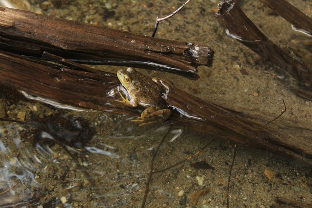 Katak kayu dapat hidup kembali setelah membeku.