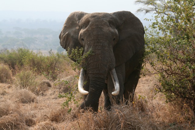 Afrika, Rumah Para Mega Fauna