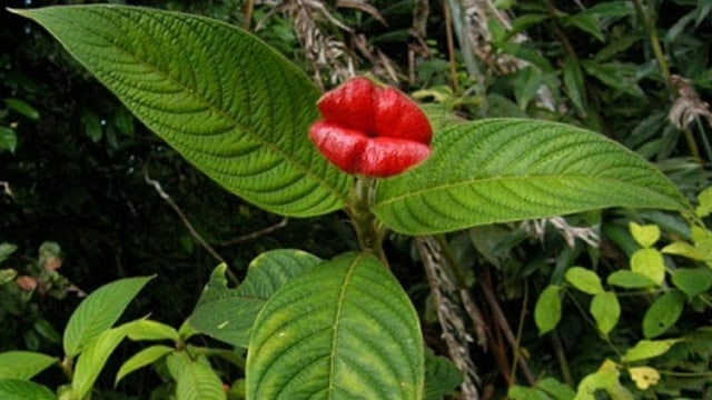 Psychotria Elata, Si Bunga Bibir Merah Merona