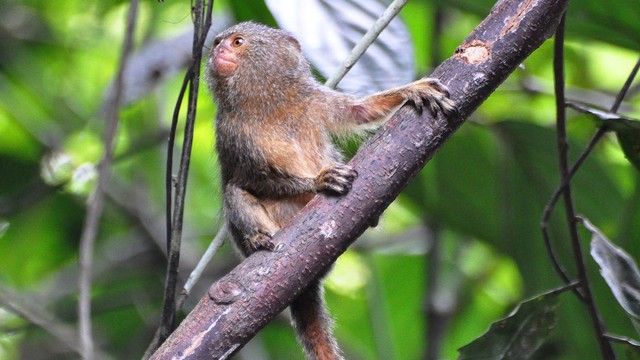 Si Imut Pygmy Marmoset, Monyet Terkecil di Dunia