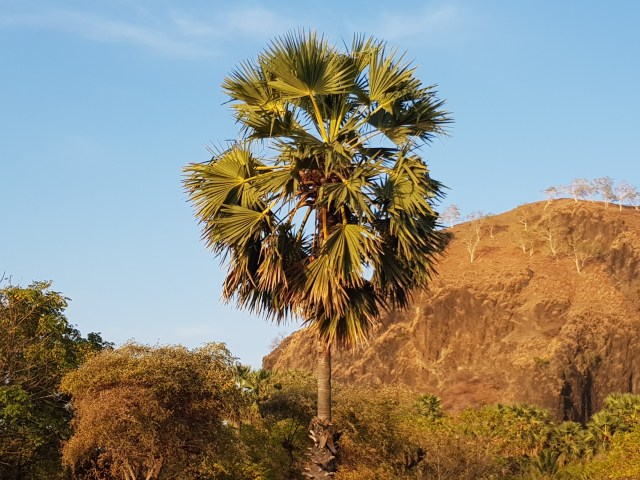 Pohon Lontar, Pohon Kehidupan Tanah Belu (1)