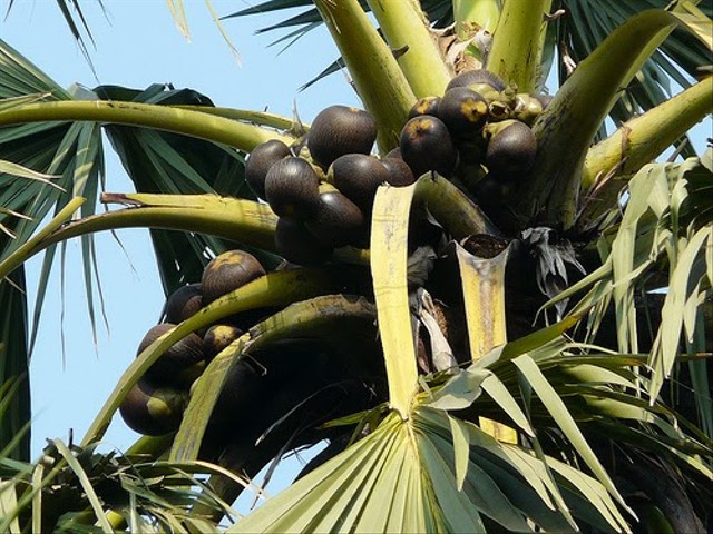 Pohon Lontar, Pohon Kehidupan Tanah Belu (3)