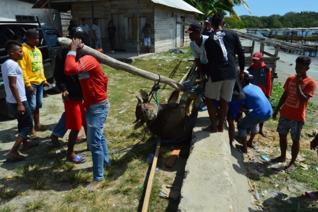 Bantuan hewan kurban ke pulau seram (Foto: Bagas)
