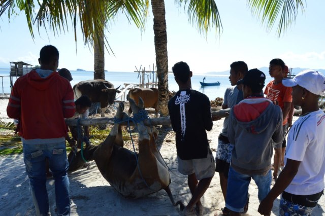 Dompet Dhuafa memberikan bantuan hewan kurban ke pulau seram (Foto: Bagas)