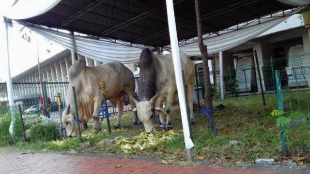 Sapi Limousine Jokowi dan JK. (Foto: Dok. Istimewa)