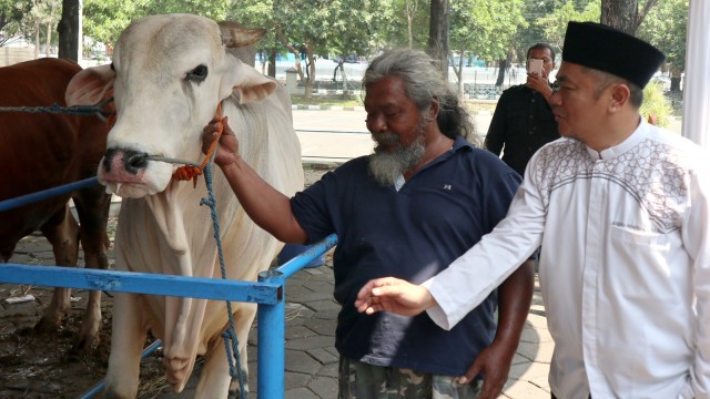 Sawiyan, Jual Sapi Jawaranya ke Presiden Jokowi, Selasa (21/8/2018). (Foto: Phaksy Sukowati/kumparan)