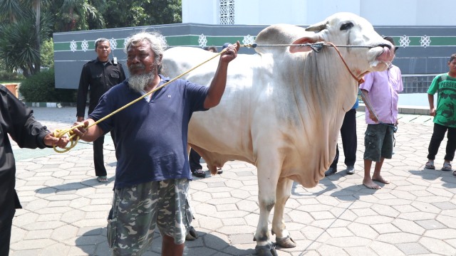 Sawiyan, Jual Sapi Jawaranya ke Presiden Jokowi, Selasa (21/8/2018). (Foto: Phaksy Sukowati/kumparan)