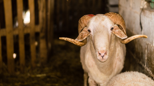 Ilustrasi Kambing Kurban (Foto: Shutterstock)