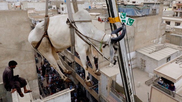 Warga menurunkan sapi untuk kurban dari atap menggunakan crane, menjelang Idul Adha di Karachi, Pakistan. (Foto: Reuters/Akhtar Soomro)