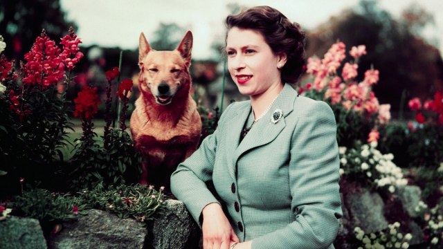 Ratu Elizabeth muda dengan anjing corgi peliharaannya (Foto: Flickr/Kyriakos Chrysidis)