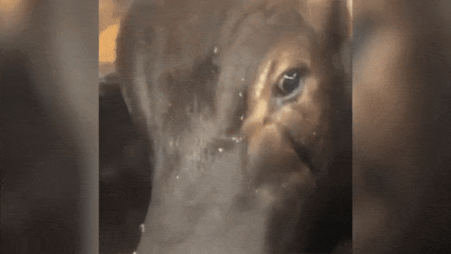 Sapi kurban milik Inul Daratista menangis
 (Foto: @inul.d/instagram)