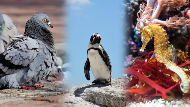 Merpati, Penguin, dan Kuda Laut (Foto: Pixabay)