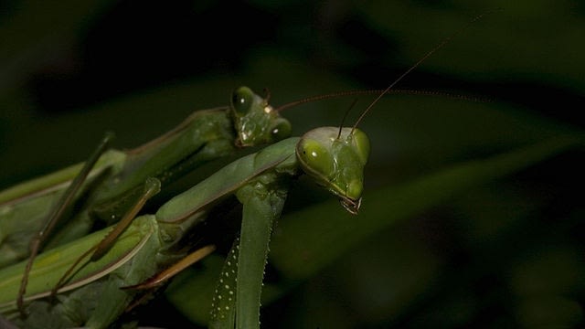 Belalang kawin. (Foto: Oliver Koemmerling via Wikimedia Commons)