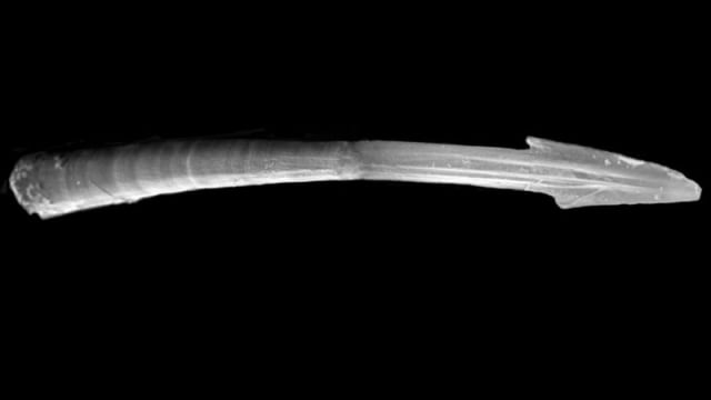 Love dart pada siput. (Foto: Joris M. Koene via Wikimedia Commons)