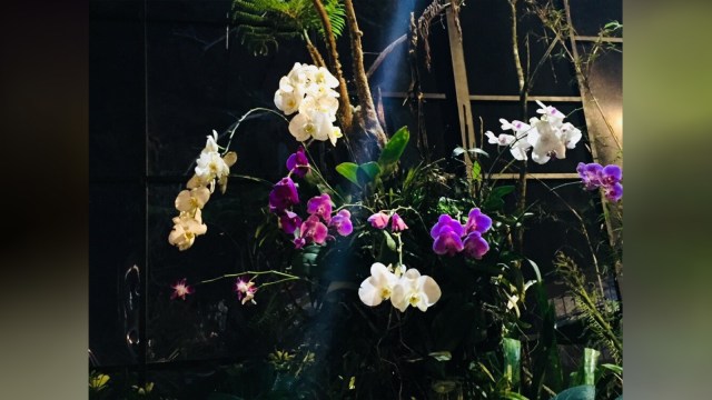 Anggrek hybrid berbagai warna (Foto: Helinsa Rasputri/kumparan)