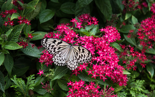 Butterfly Garden di Changi International Airport (Foto: www.changiairport.com)