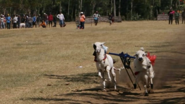 Karapan Kambing, Upaya Lestarikan Budaya di Kota Probolinggo