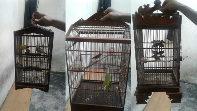 Aturan tentang Cucak Rowo dan Murai Batu Rawan Pungli