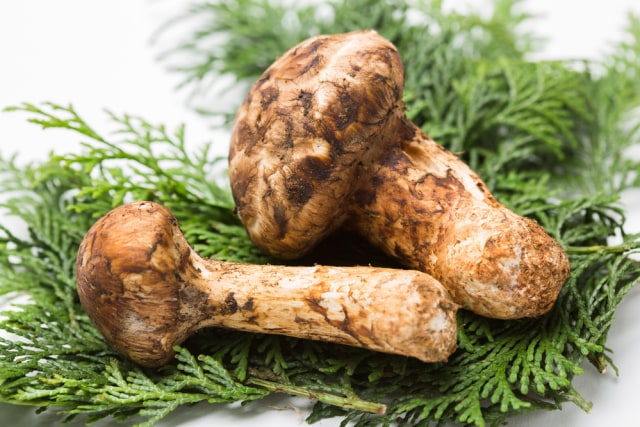 Jamur matsutake (Foto: Dok. Shutterstock)