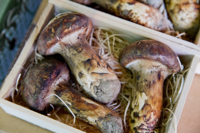 Jamur matsutake (Foto: Dok. Shutterstock)
