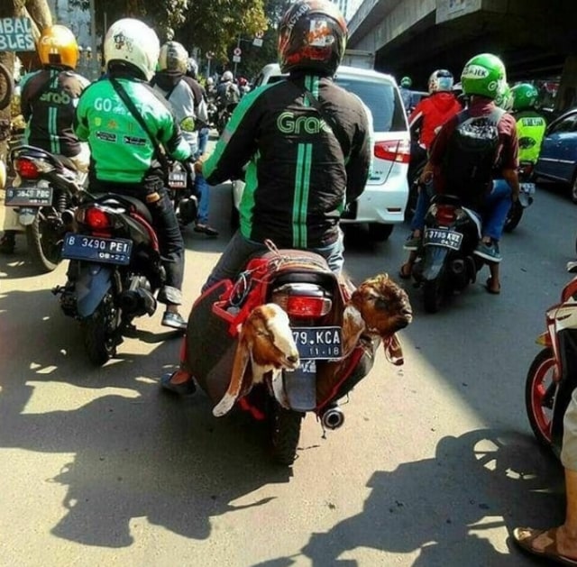 5 Potret Perjuangan Driver Ojek Online Antar Barang Tak Lazim (2)