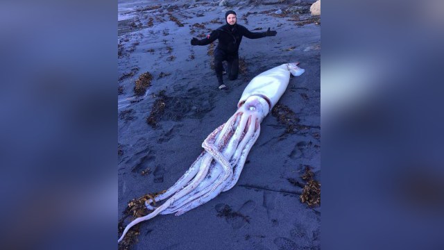 Cumi-cumi raksasa di Selandia Baru. Foto: Facebook/OCEAN HUNTER Spearfishing & Freediving Specialists