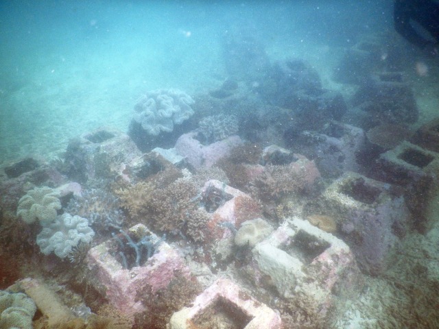 Upaya Pupuk Kaltim Dalam Menjaga Kelestarian Ekosistem dan Biota Laut