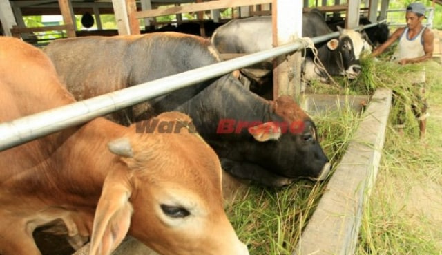 Pasuruan akan Terima Hibah 10 Sapi Perah dari Kementan RI