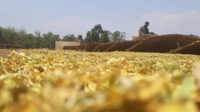 Cuaca Bikin Petani Tembakau Was-was