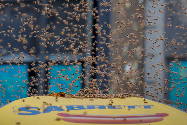 Lebah di Toko Hot Dog (Foto: Reuters/ Brendan McDermid)