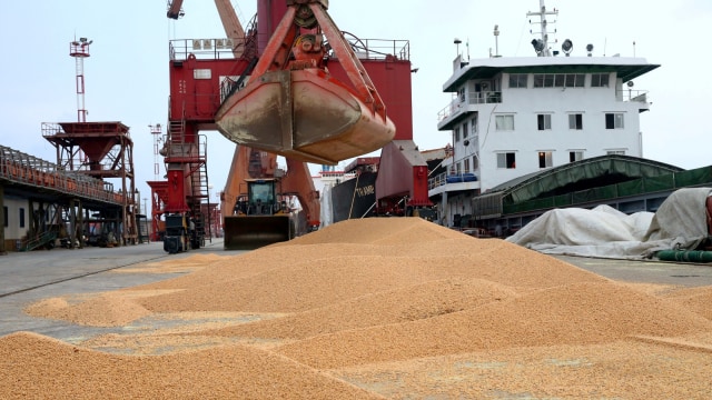 Ilustrasi produksi kedelai. Foto: Reuters/Stringer