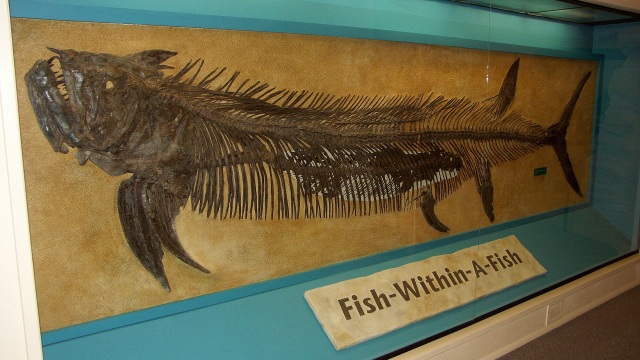 Fosil unik Xiphactinus di Sternberg Museum of Natural History. (Foto: wikimiedia commons)