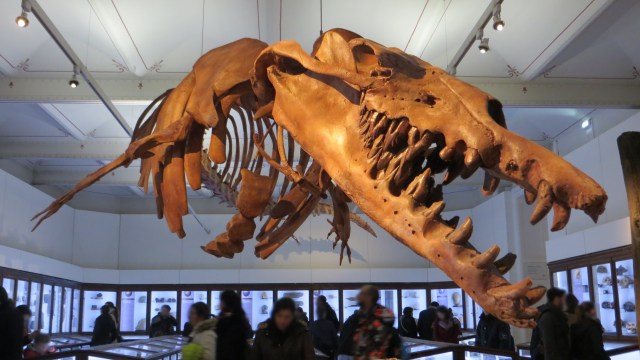 Fosil basilosaurus di Museum d'Histoire Naturelle de Nantes. (Foto: wikimedia commons.)