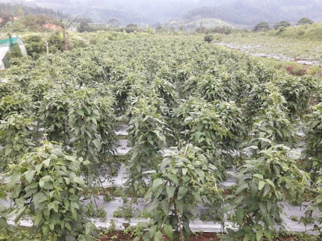 Ladang Bercocok Tanam Ken Ken Wiro Sableng (Foto: Dok Pribadi Ken Ken)