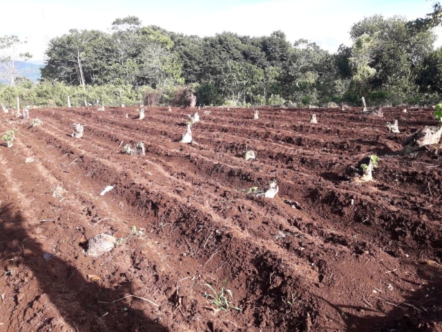 Ladang Bercocok Tanam Ken Ken Wiro Sableng (Foto: Dok Pribadi Ken Ken)