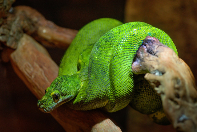 Ular Boomslang yang mematikan