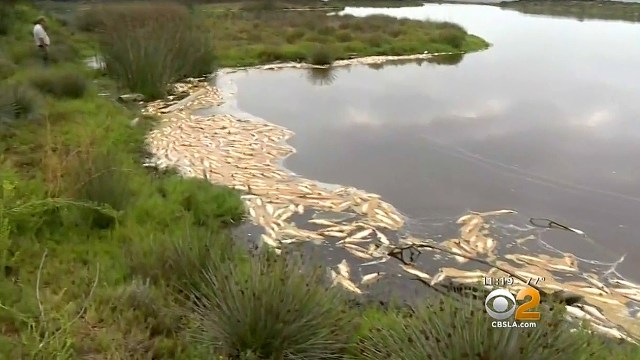 Penampakan ikan mati di pantai Malibu, AS. (Foto: KCBS2/KCAL9 via AP)