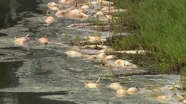 Penampakan ikan mati di pantai Malibu, AS. (Foto: KCBS2/KCAL9 via AP)