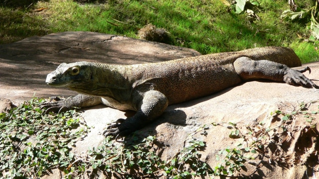 Ilustrasi Varanus komodoensis. (Foto: Raul654 via Wikimedia Commons (CC Attribution-Share Alike 3.0 Unported))