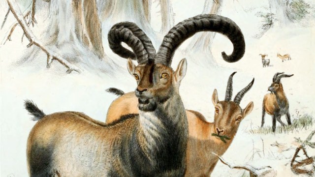 Ilustrasi Pyrenean ibex yang punah pada tahun 2000. (Foto: Joseph Wolf via wikimedia commons.)