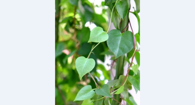 Manfaat Daun Binahong untuk Jerawat Membandel