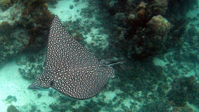Ilustrasi ikan pari elang. (Foto: skeeze via Pixabay)