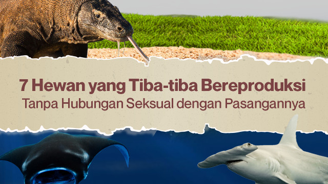 Hewan yang tiba-tiba bereproduksi. (Foto: Anggoro Fajar Purnomo/kumparan)