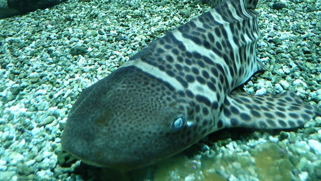 Hiu zebra. (Foto: Liné1 via Wikimedia Commons)