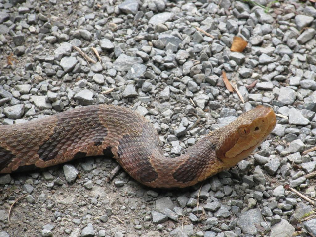 Ular copperhead. (Foto: Thomas Fatora)