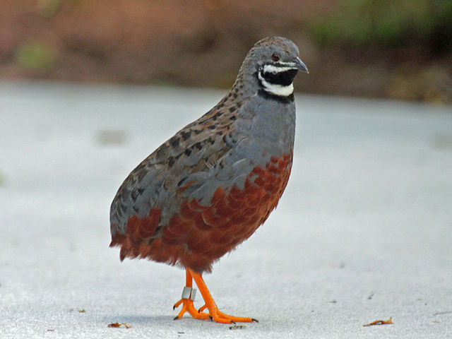 Burung puyuh batu. (Foto: DickDaniels via Wikimedia Commons)