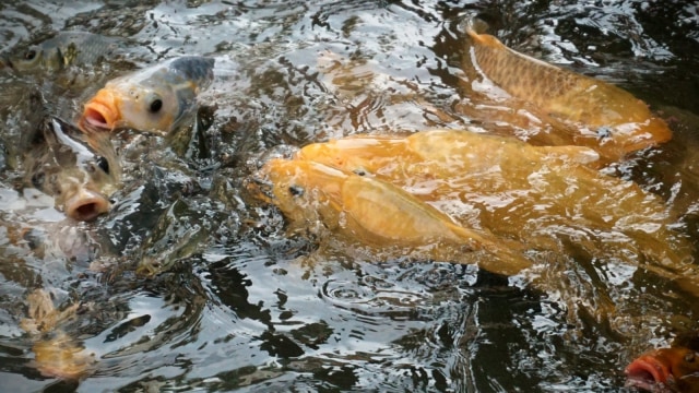 Ikan di Selokan Desa Bendungan, EcoVillage Ciawi, Bogor, Jawa Barat, Kamis (06/09/2018). (Foto: Jamal Ramadhan/kumparan)