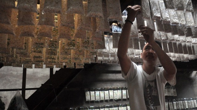 Perajin menata tempe yang masih proses fermentasi di salah satu tempat pembuatan tempe. Foto:  ANTARA FOTO/Septianda Perdana