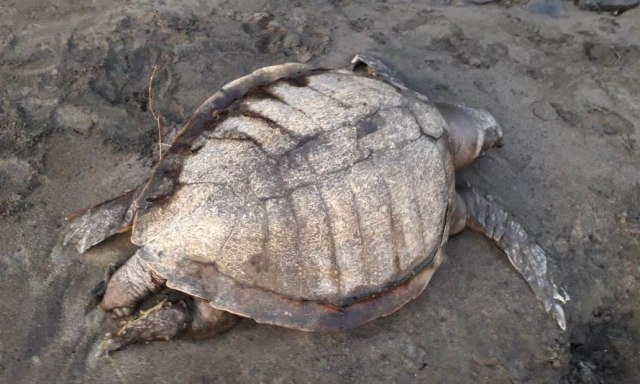 Dua Penyu Lekang Tewas Terdampar di Pantai Perancak Jembrana